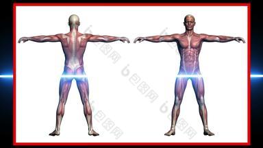 扫描人类解剖学男性肌肉呈现