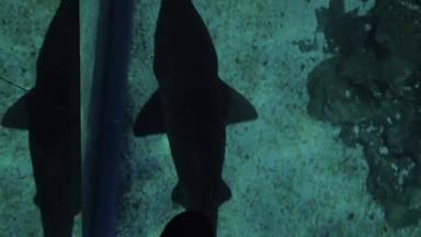 <strong>小</strong>鲨鱼游泳玻璃地板<strong>上海</strong>洋水族馆