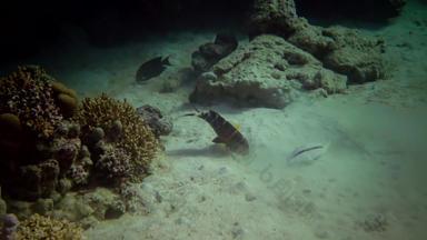 黄鳍金枪鱼绯鲵鲣穆洛伊德斯——沙子搜索食物珊瑚礁红色的海阿布达巴布