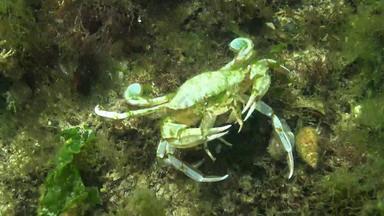 大蟹吃蟹飞行蟹荚蒾属霍尔萨图斯黑色的海