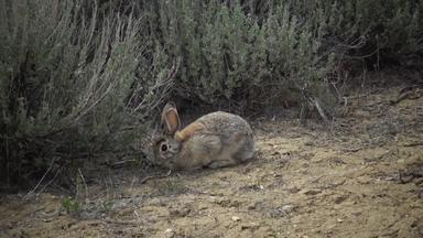 沙漠棉尾兔sylvilagus奥杜博尼犹他州美国