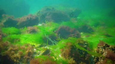 水下景观黑色的海绿色红色的棕色（的）藻类海底藻类摆动风暴