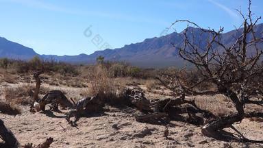 干树<strong>沙漠</strong>山亚利桑那州美国