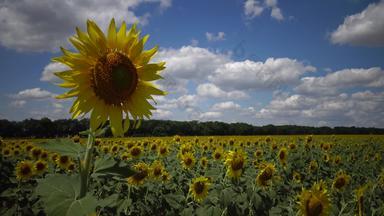 场盛开的向日葵常见的向日葵向日葵年金博尔格拉茨基区敖德萨<strong>地区</strong>乌克兰