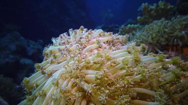 静态视频珊瑚礁红色的海美丽的<strong>水下景观</strong>珊瑚触角珊瑚抓浮游生物影响水埃及