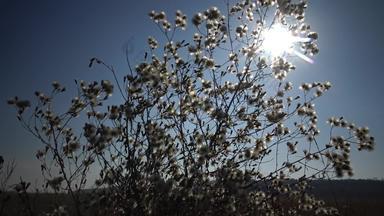 太阳使分支毛茸茸的植<strong>物美</strong>丽的景观野生自然乌克兰