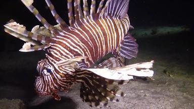 鱼狩猎晚上常见<strong>的狮子</strong>鱼pteroisvolitans鱼亨特游泳珊瑚礁<strong>红色的</strong>海埃及