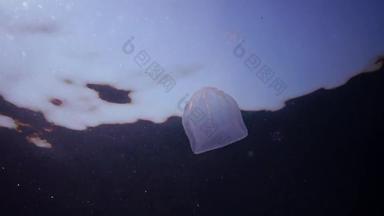 栉水母门动物掠夺性梳子果冻beroe卵形游泳水搜索食物入侵动物黑色的海乌克兰
