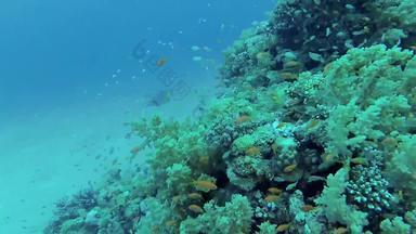 <strong>珊瑚</strong>礁<strong>红</strong>色的海阿布配音美丽的水下景观热带鱼<strong>珊瑚</strong>生活<strong>珊瑚</strong>礁埃及