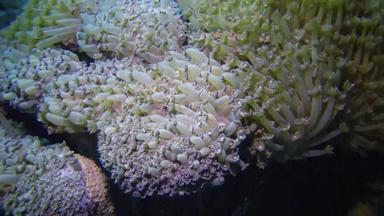 静态视频珊瑚礁红色的海美丽的水下景观珊瑚触角珊瑚抓浮游生物影响水埃及