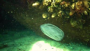 栉水母门动物梳子入侵者黑色的海水母助记符莱迪乌克兰黑色的海
