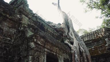 吴哥什么热带榕属植物斯特兰古洛萨古老的高棉语废墟倾斜