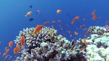 静态视频<strong>珊瑚</strong>礁<strong>红</strong>色的海阿布配音美丽的水下景观热带鱼<strong>珊瑚</strong>生活<strong>珊瑚</strong>礁埃及