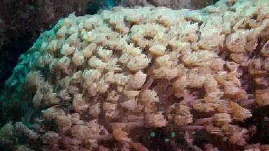 触角珊瑚波流水静态视频珊瑚礁红色的海阿布<strong>配音</strong>生活珊瑚礁埃及