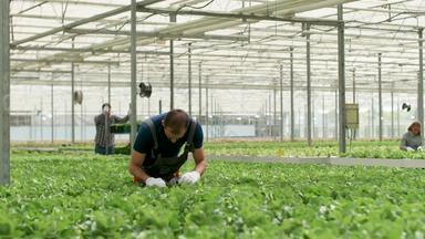 农学家检查增长有机绿色沙拉