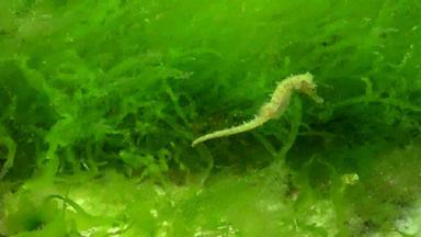短吻海马海马体海马体游泳藻类黑色的海敖德萨湾