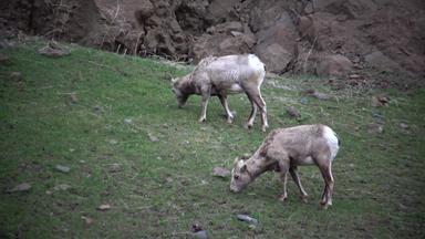 大角羊羊产卵管黄花最稀有的大游戏物种北达科他