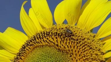 蜜蜂收集蜂蜜<strong>向日葵</strong>常见的<strong>向日葵向日葵</strong>年金