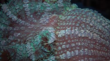discosoma同义词放线盘一般蘑菇海葵蘑菇珊瑚阀瓣海葵