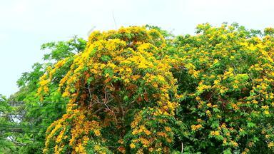 缅甸<strong>红木</strong>树黄色的花盛开的摇摆不定的风