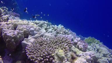 静态视频珊瑚礁红色的海阿布配音美丽的<strong>水下景观</strong>热带鱼珊瑚生活珊瑚礁埃及
