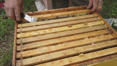 养蜂人作品需要帧蜂窝检查填充新鲜的<strong>蜂蜜</strong>