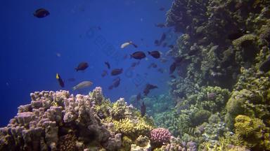珊瑚礁红色的海阿布<strong>配音</strong>静态视频美丽的水下景观热带鱼珊瑚生活珊瑚礁埃及