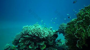<strong>珊瑚</strong>礁<strong>红</strong>色的海阿布配音静态视频美丽的水下景观热带鱼<strong>珊瑚</strong>生活<strong>珊瑚</strong>礁埃及