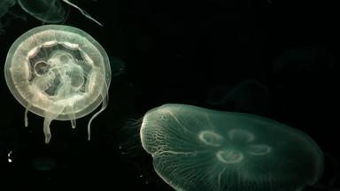 集团荧光水母游泳水族馆池透明的水母<strong>水下</strong>镜头发光的美杜莎移动水海洋生活壁纸背景