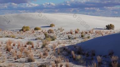 干沙漠植物白色石膏金沙白色金沙国家纪念碑墨西哥美国