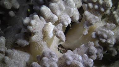 сoral礁红色的海阿布配音埃及美丽的水下景观热带鱼珊瑚生活珊瑚礁