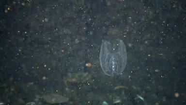 栉水母门动物梳子<strong>入侵</strong>者黑色的海水母助记符莱迪乌克兰北部部分黑色的海