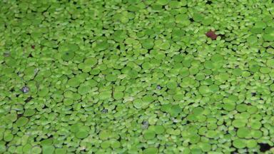 莱姆纳小常见的浮萍较小的浮萍水生淡水植物属莱姆纳河南部错误乌克兰