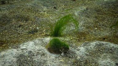 绿色藻类海底覆盖模具<strong>海洋</strong>物种蘑菇富营养化污染海环境问题<strong>海洋黑色</strong>的海