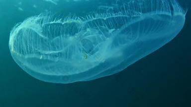 黑色的海动物奥雷利亚奥里塔月亮<strong>果冻</strong>月亮水母常见的水母飞碟<strong>果冻</strong>广泛研究了物种属奥雷利亚敖德萨湾市场
