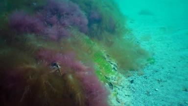 侵入性的<strong>物种</strong>入侵者黑色的海德斯马雷斯蒂亚维里迪斯<strong>物种</strong>棕色（的）藻类发现在世界范围内铈浒苔多音