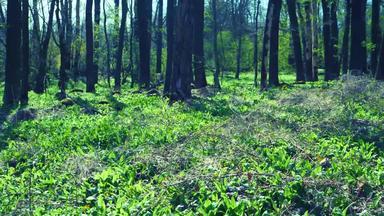 走森林地面严重封面叶子野生大蒜受欢迎的草积极的效果加强免疫力人类健康