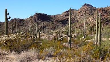 典型的沙漠景观仙人掌器官管仙人掌国家纪念碑器官管道仙人掌马鞭植物亚利桑那州