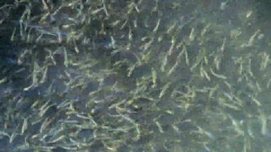 水蛇狩猎小鱼群小鱼大型沙子胡瓜鱼阿瑟琳娜boyeripontica黑色的海sasik利曼