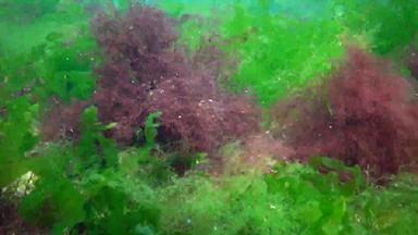 光合作用海<strong>水下景观</strong>绿色红色的棕色（的）藻类<strong>水下</strong>岩石浒苔石莼铈多音海湾敖德萨黑色的海