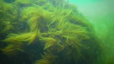 <strong>水下景观</strong>黑色的海绿色红色的棕色（的）藻类海底藻类摆动风暴