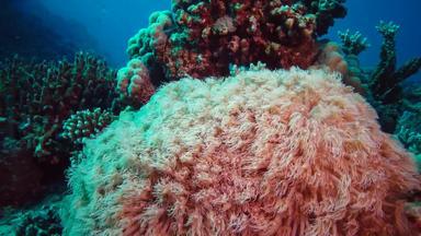 触角珊瑚波流水静态视频珊瑚礁红色的海阿布<strong>配音</strong>生活珊瑚礁埃及