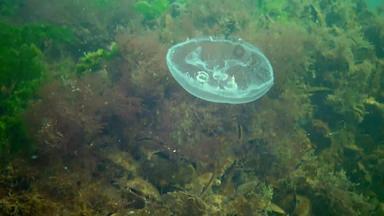 水母浮动水列奥雷利亚奥里塔被称为常见的水母月亮水母月亮果冻飞碟果冻广泛研究了物种属奥雷利亚
