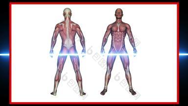 扫描人类<strong>解剖</strong>学男性<strong>肌肉</strong>呈现