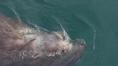 游泳野生动物北部海狮子海洋哺乳动物冷水太平洋海洋