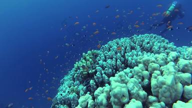 静态视频杂项<strong>珊瑚</strong>礁<strong>红</strong>色的海阿布dubb美丽的水下景观热带鱼<strong>珊瑚</strong>生活<strong>珊瑚</strong>礁埃及