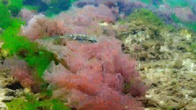 九脊棘鱼蓬吉特蓬吉特被称为ten-spined棘鱼淡水物种鱼鞘翅目家庭