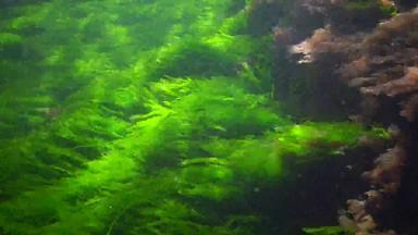 <strong>水下景观</strong>黑色的海绿色藻类浒苔海底藻类摆动风暴
