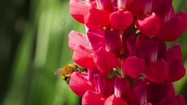 大黄蜂红色的羽扇豆花