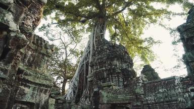 巨大的榕树树古老的吴哥什么废墟全景日出亚洲